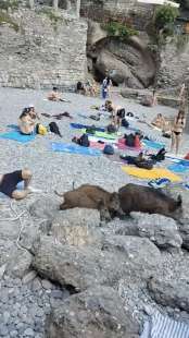 cinghiali in spiaggia a san fruttuoso di camogli 3