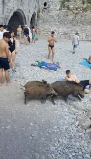 cinghiali in spiaggia a san fruttuoso di camogli 4