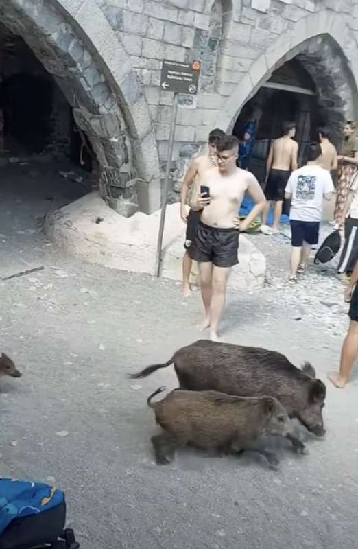 cinghiali in spiaggia a san fruttuoso di camogli 5