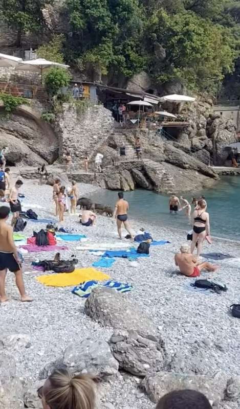 cinghiali in spiaggia a san fruttuoso di camogli 6