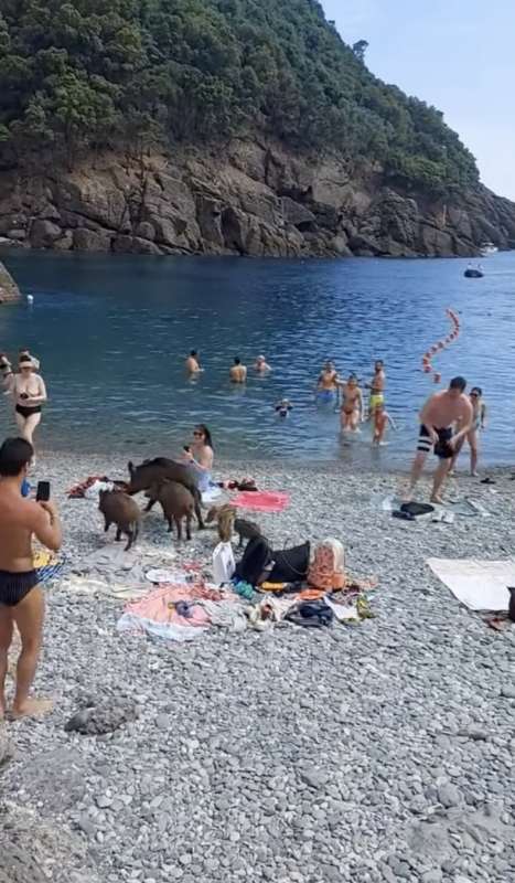 cinghiali in spiaggia a san fruttuoso di camogli 7