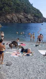 cinghiali in spiaggia a san fruttuoso di camogli 7