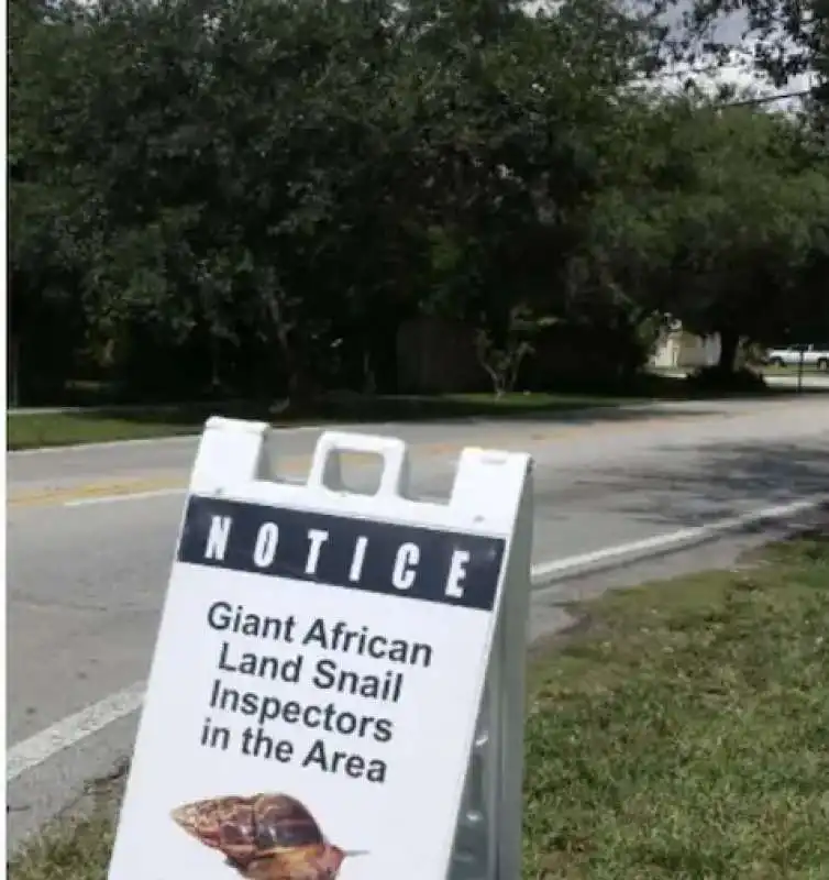 invasione di lumache giganti africane in florida  1