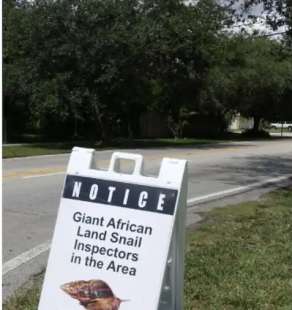 invasione di lumache giganti africane in florida 1