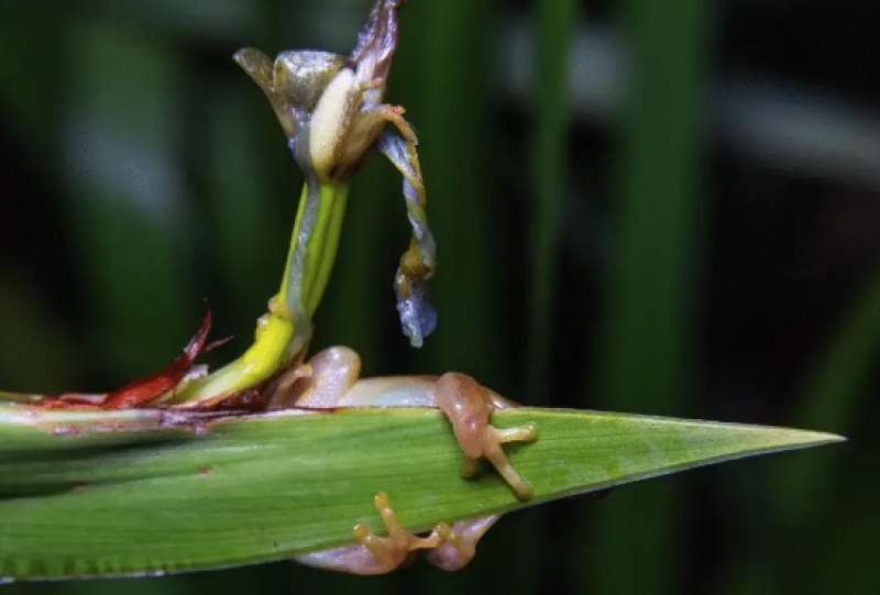 rana fruttariana xenohyla truncata 8