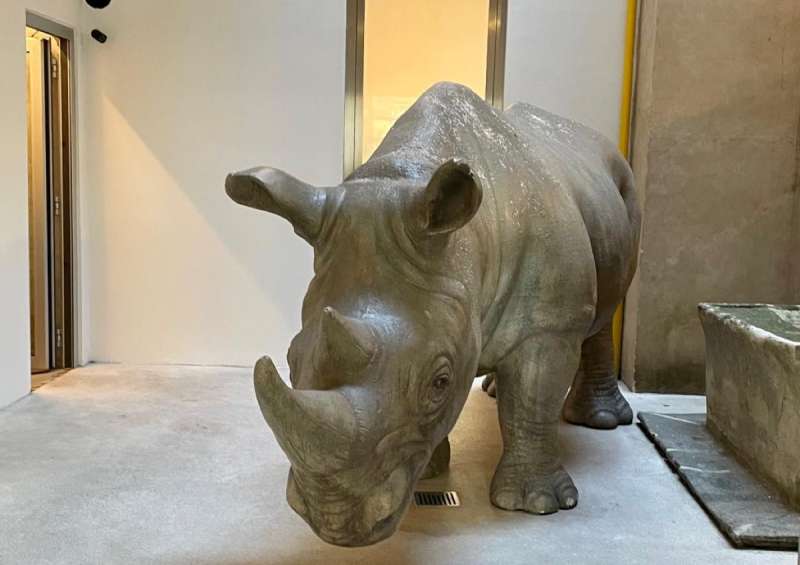 rhinoceros