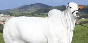 viatina 19 fiv mara imoveis la mucca nelore venduta a 4 milioni di dollari in brasile 1
