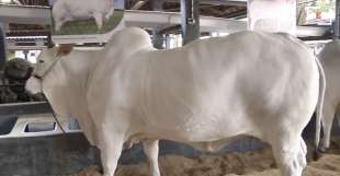 viatina 19 fiv mara imoveis la mucca nelore venduta a 4 milioni di dollari in brasile 3