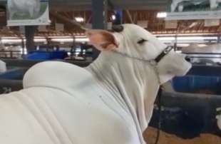 viatina 19 fiv mara imoveis la mucca nelore venduta a 4 milioni di dollari in brasile 2