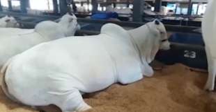 viatina 19 fiv mara imoveis la mucca nelore venduta a 4 milioni di dollari in brasile 4