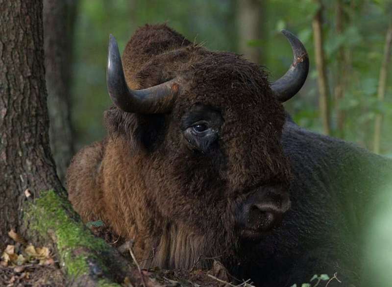 bisonti della polonia 3