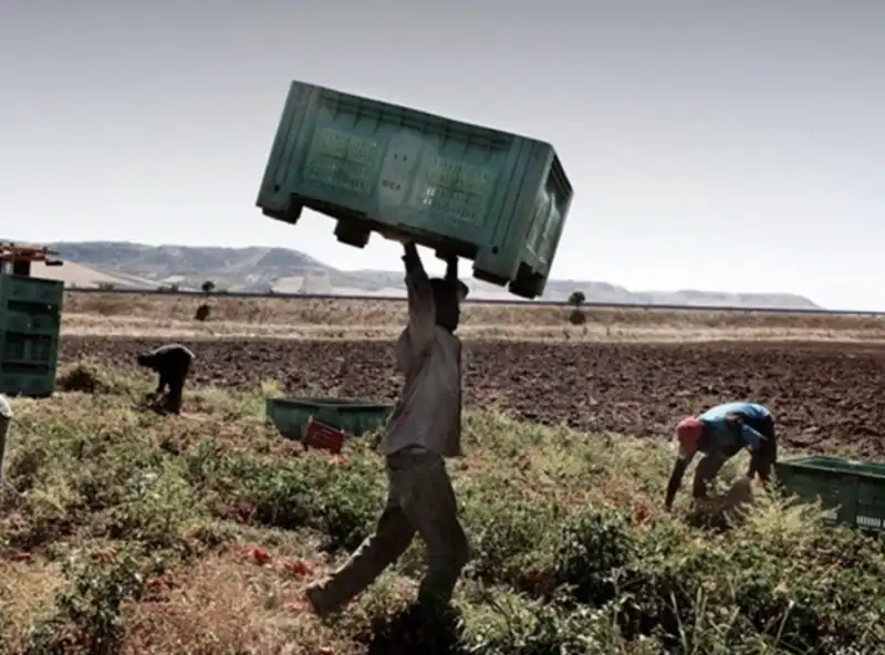 braccianti agricoli 1