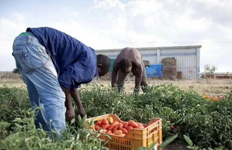 braccianti agricoli 3