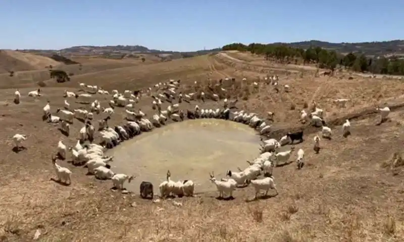 capre bevono nel fango in sicilia