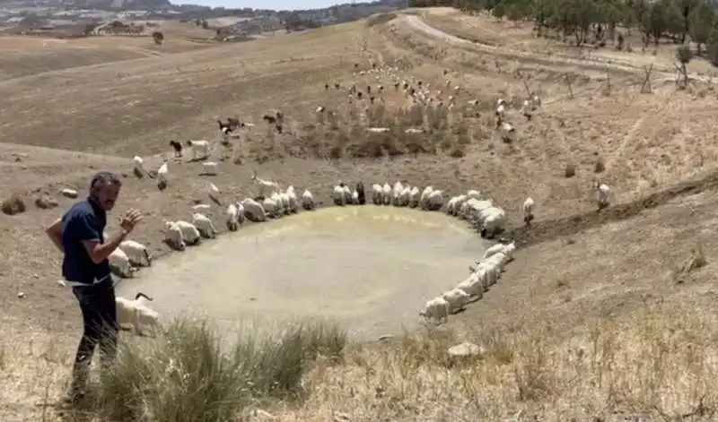 capre bevono nel fango in sicilia