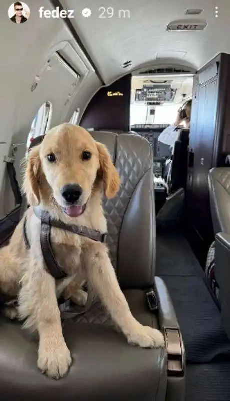 il cane di fedez in aereo