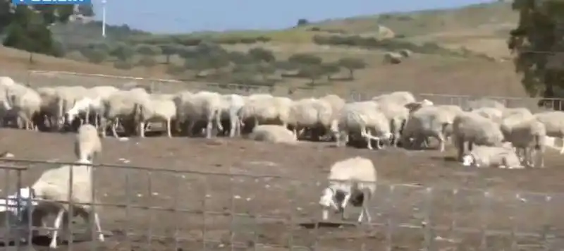 mafia dei pascoli ad agrigento  