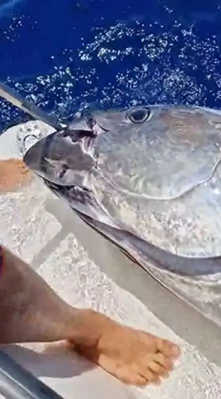 mattia giovannini prende tonno rosso da 220 chili a santa teresa gallura 1