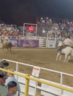 toro si lancia sugli spalti durante un rodeo in oregon 1