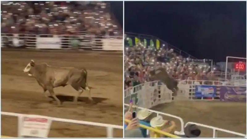 toro si lancia sugli spalti durante un rodeo in oregon 4