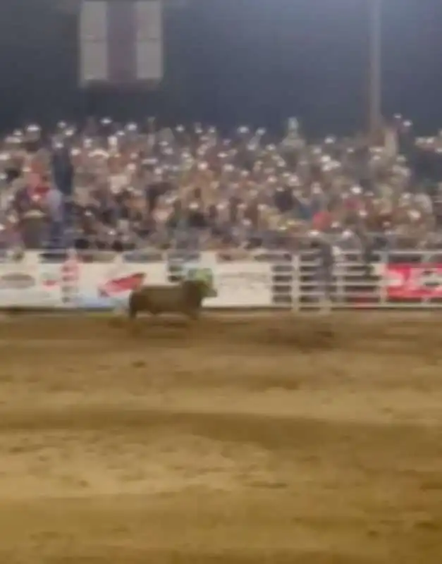 toro si lancia sugli spalti durante un rodeo in oregon 6