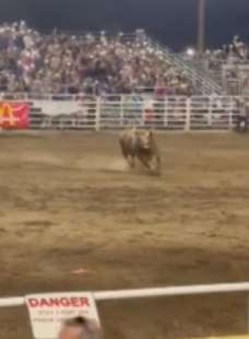 toro si lancia sugli spalti durante un rodeo in oregon 7