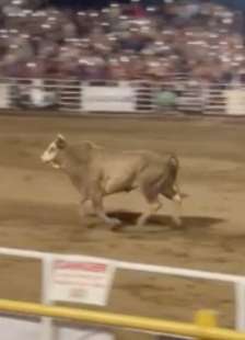 toro si lancia sugli spalti durante un rodeo in oregon 8