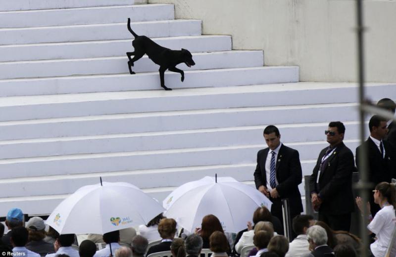 UN CANE SULLE SCALE IN CUI IL PAPA HA CELEBRATO LA MESSA A COPACABANA