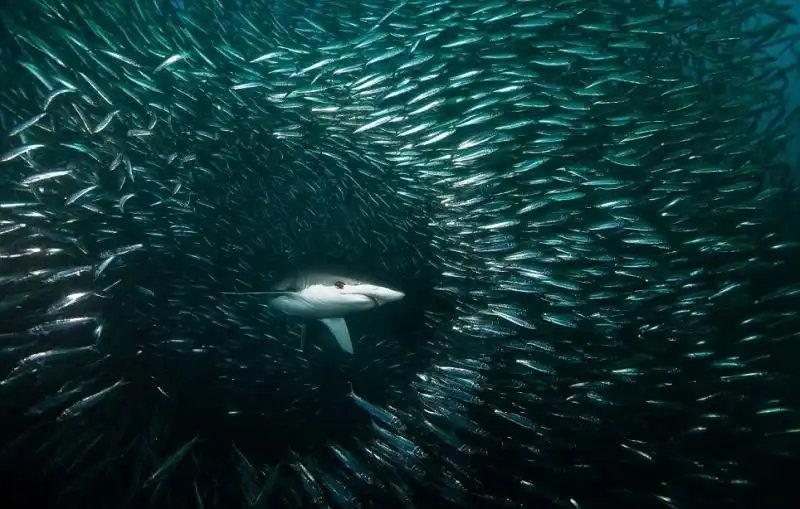 CORSA DELLE SARDINE 