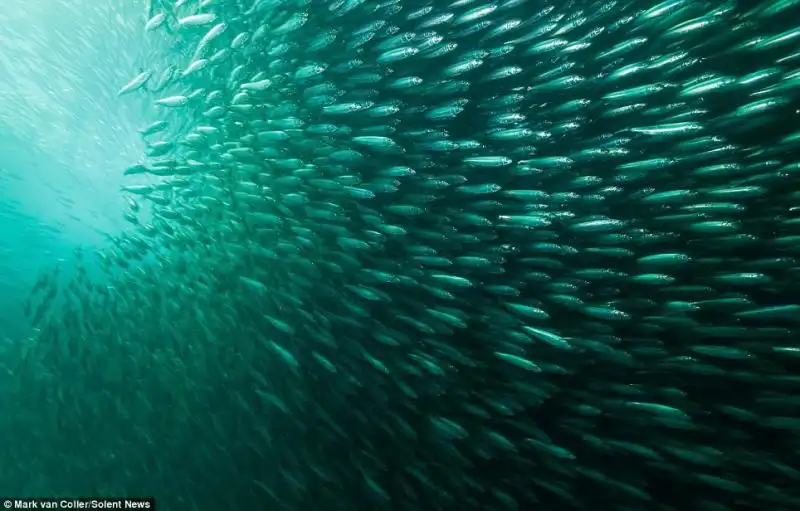 CORSA DELLE SARDINE 