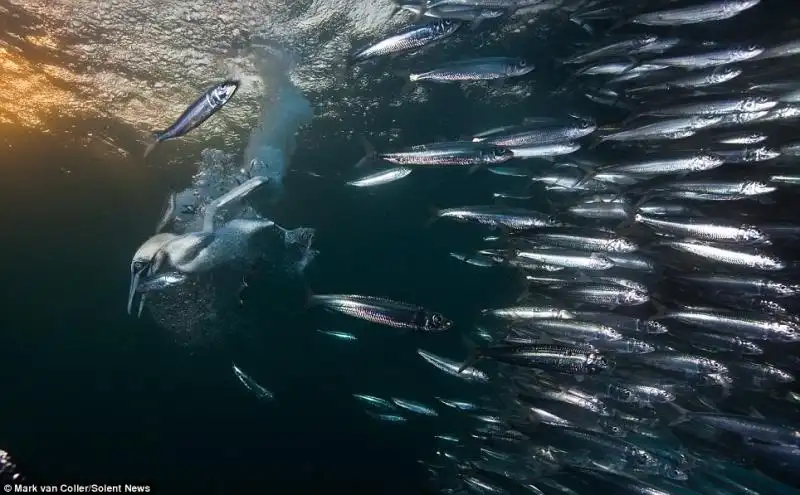 CORSA DELLE SARDINE 