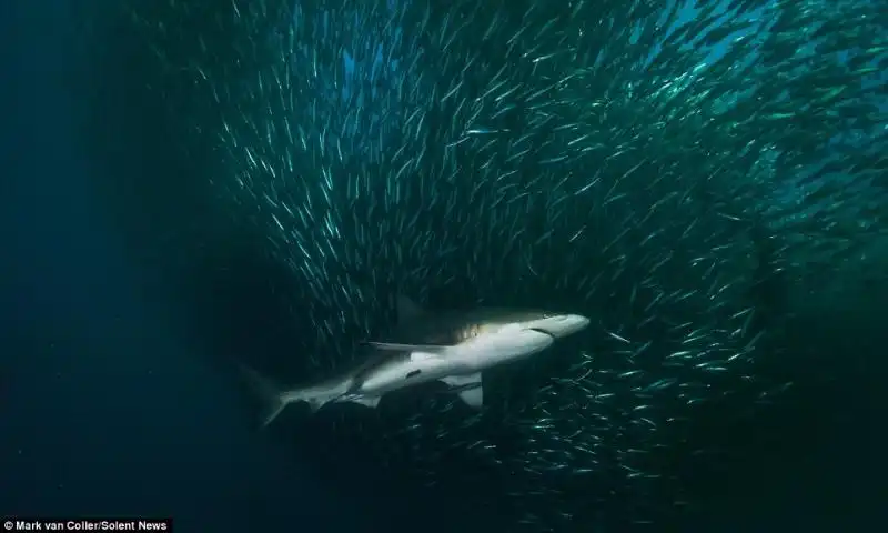 CORSA DELLE SARDINE 