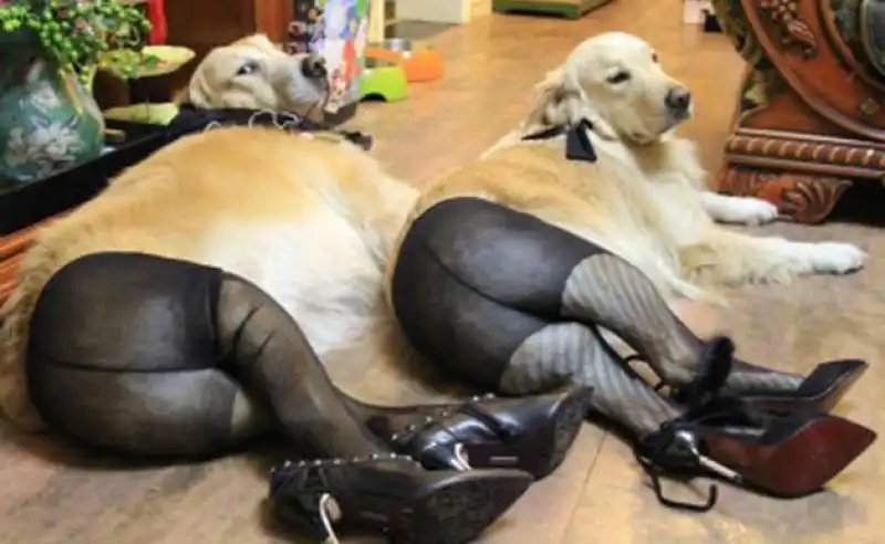 Dogs In Stockings WTF x 