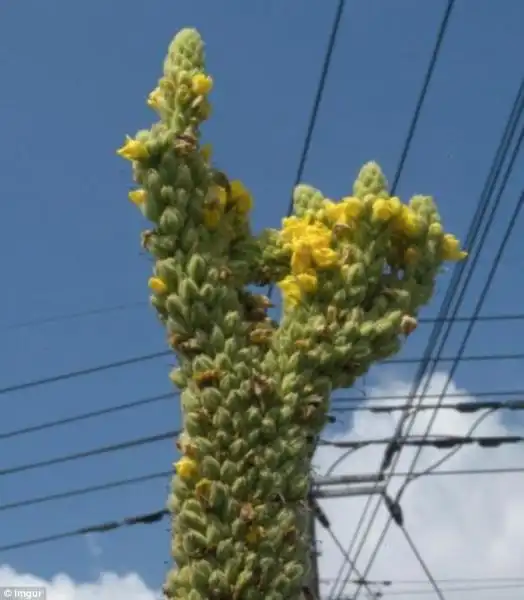 FRUTTA E ORTAGGI MUTANTI FUKUSHIMA 