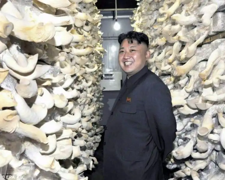 KIM JONG UN VISITA UNO STABILIMENBTO CHE PRODUCE FUNGHI 