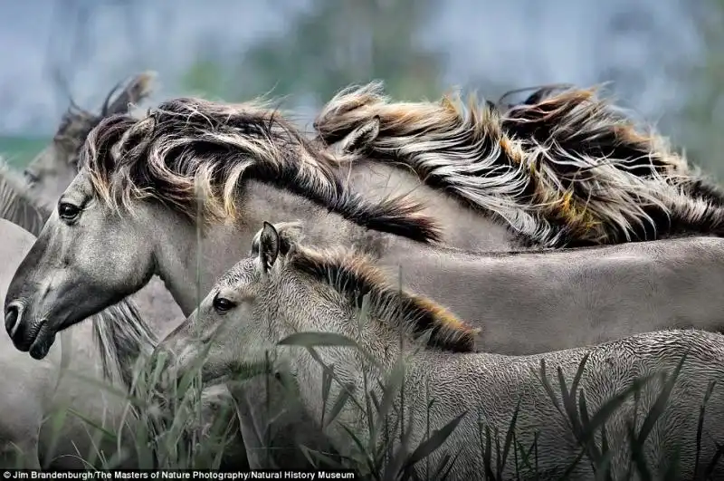 THE MASTERS OF NATURE PHOTOGRAPHY JIM BRANDENBURGH 