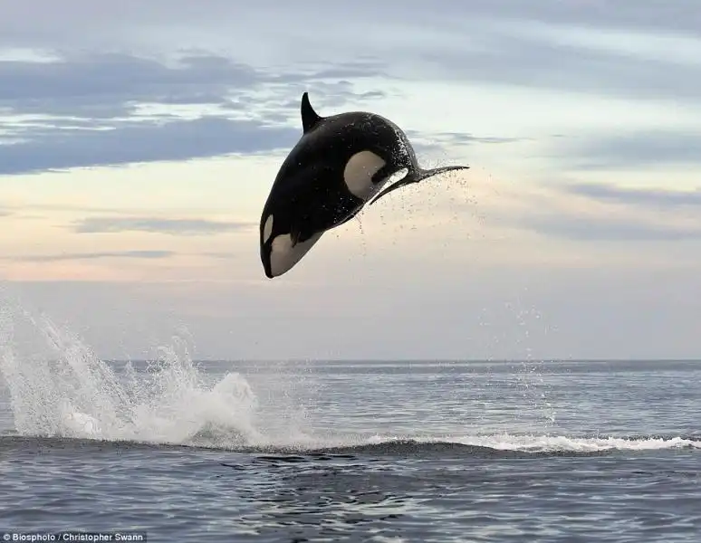 ORCA ATTACCA DELFINO 