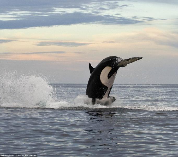 ORCA ATTACCA DELFINO