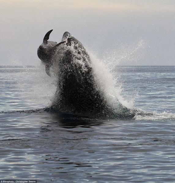 ORCA ATTACCA DELFINO