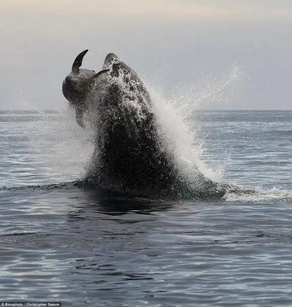 ORCA ATTACCA DELFINO 