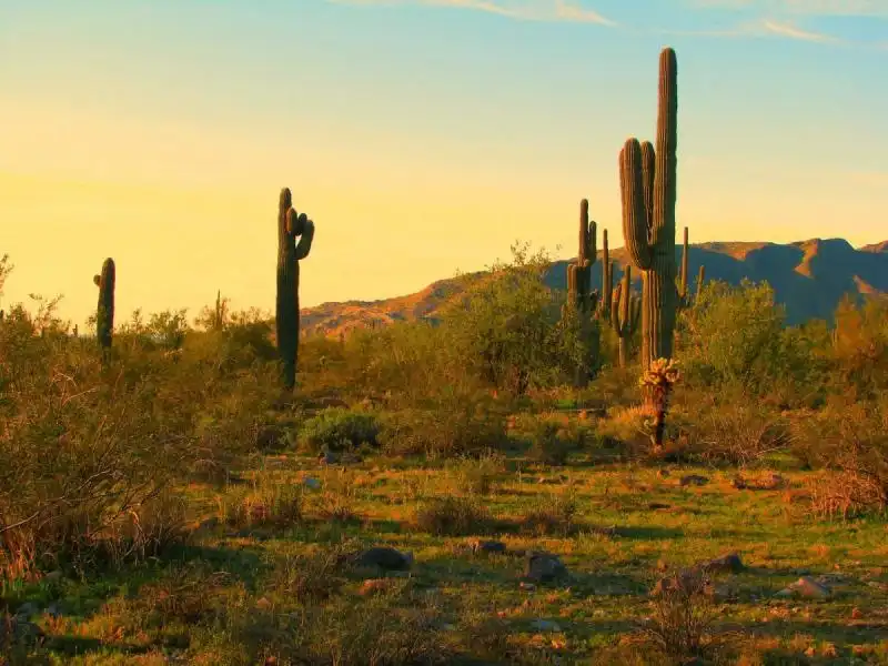 SAGUARO NATIONAL PARK ARIZONA 