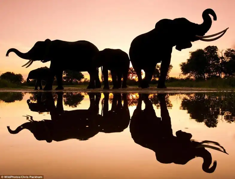 WILDPHOTOS ELEFANTI IN BOTSWANA DI CHRIS PACKHAM 