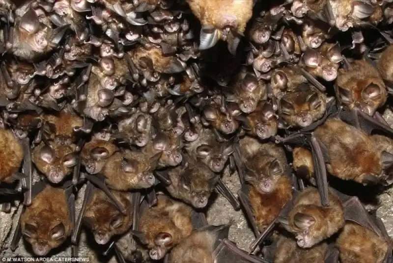 colonia di pipistrelli in india