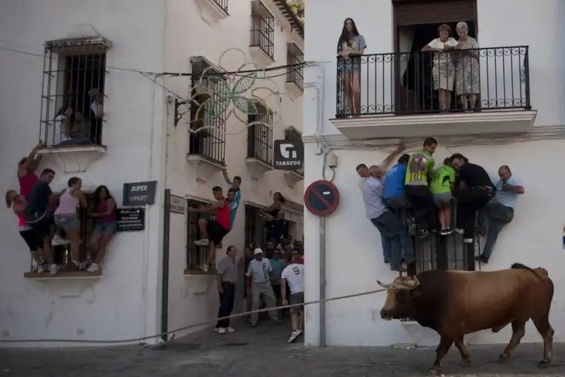 corsa dei tori a grazalema, spagna