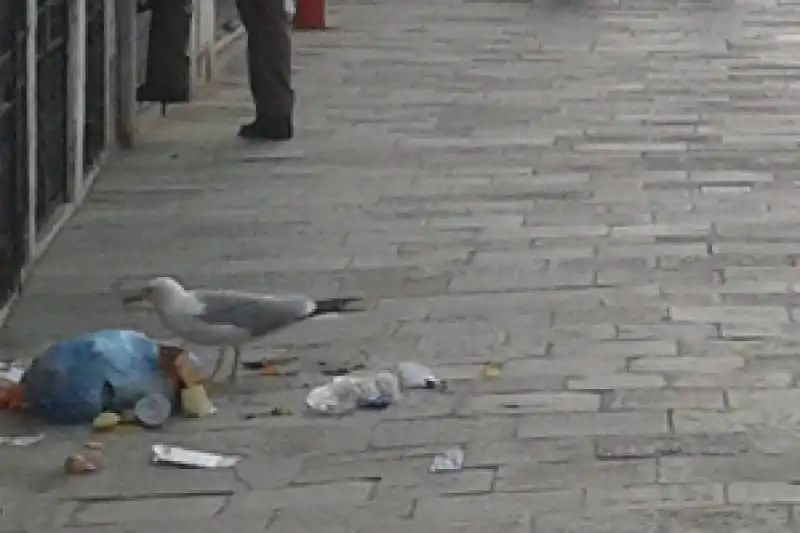 Gabbiano a Venezia  