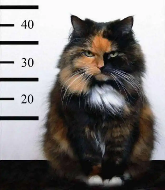 GATTO ARRESTATO