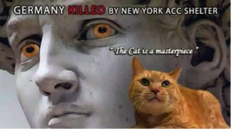 germany il gatto ucciso a new york