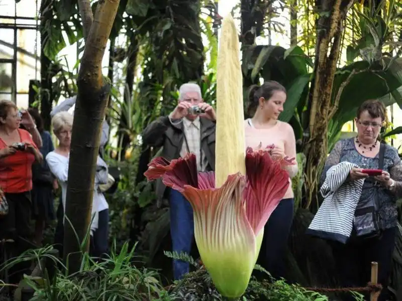 il pene del titano fallo botanico