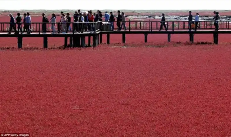 la red beach di panjin, in cina