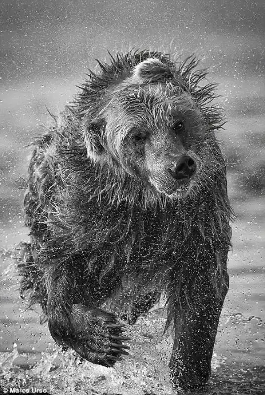 orso sul lago kurile in russia